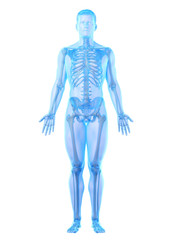 3d rendered medically accurate illustration of a mans skeleton