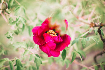Red blooming peony in the park