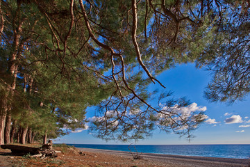 Beach. Pine grove (forest) on the shore of the blue sea on a summer evening. Pitsundskaya grove...