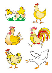  Chicken, hen, rooster and goose - cartoon. Colorful stylized illustrations of chicken, Hen, rooster and goose. Isolated on white background. Vector available.