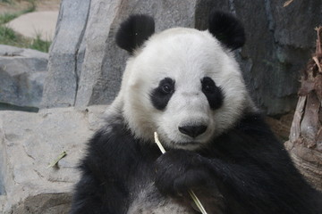 Naklejka premium Serious Giant Panda, China