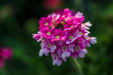 Obraz premium fully bloom seasonal flowers in field