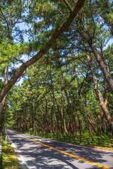 虹の松原　佐賀県唐津市