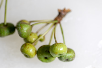 Study of flowering and fruit structures for education in laboratory.