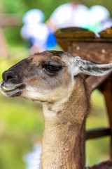 Obraz premium アルパカのポートレート