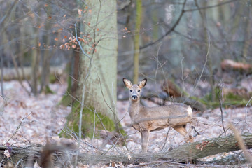 deer in a forest looking at the photographer