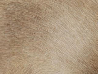 fur of cat texture background