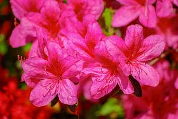 Flowering Rhododendron
