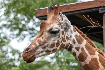 キリンのポートレート