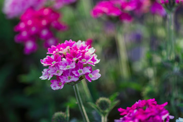  fully bloom seasonal flowers in field