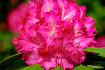 Flowering Rhododendron