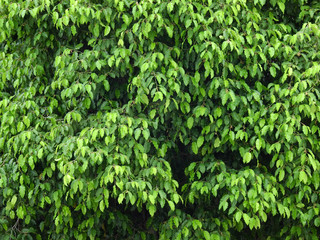 green leaf tree in nature