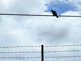 Silhouette bird on wire with barbed wire