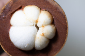 Study of flowering and fruit structures for education in laboratory.
