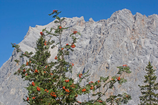 Ebereschenbaum vor Zugspitzmassif