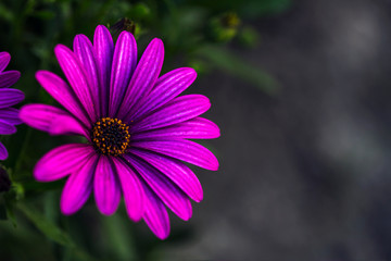 Fototapeta premium fully bloom seasonal flowers in field