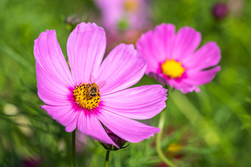 コスモス畑　秋イメージ