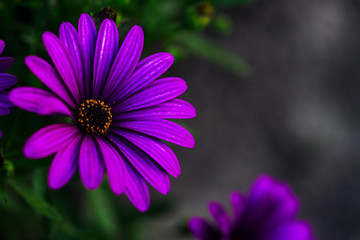 Obraz premium fully bloom seasonal flowers in field