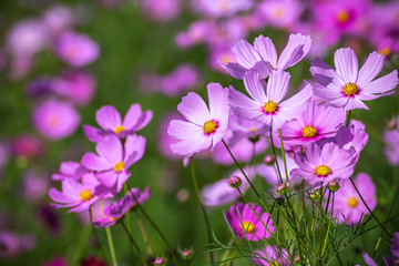 Fototapeta premium Jesienny obraz pola kosmosu