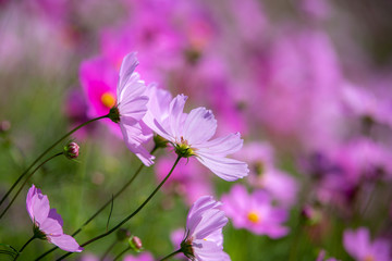 Fototapeta premium コスモス畑 秋イメージ