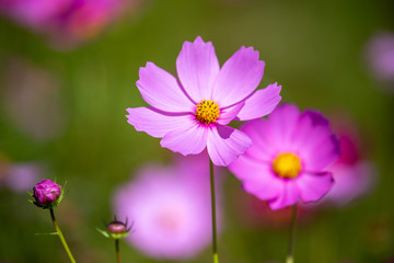 コスモス畑　秋イメージ