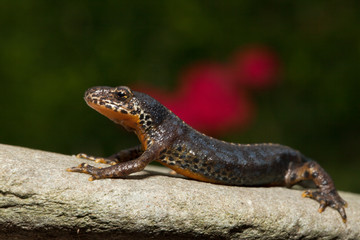 Freigestelltes Bergmolch Männchen in der Seitenansicht