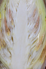 Study of flowering and fruit structures for education in laboratory.
