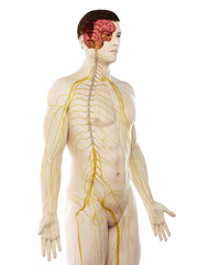 3d rendered medically accurate illustration of a mans nervous system