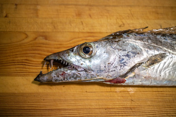 太刀魚　タチウオ