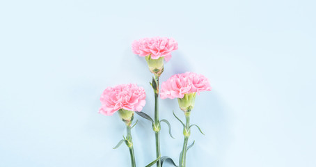 Naklejka na ściany i meble Beautiful fresh blooming baby pink color tender carnations isolated on bright blue background, mothers day thanks design concept,top view,flat lay,copy space,close up,mock up