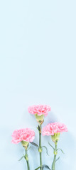 Obraz na płótnie Canvas Beautiful fresh blooming baby pink color tender carnations isolated on bright blue background, mothers day thanks design concept,top view,flat lay,copy space,close up,mock up