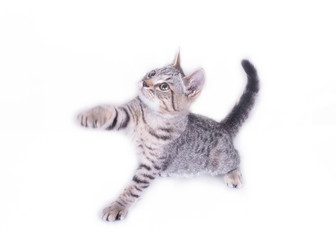 Cat Playing and looking up on white background