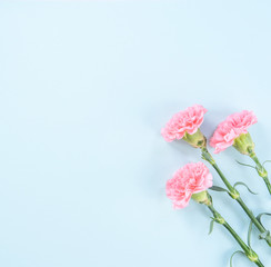 Fototapeta na wymiar Beautiful fresh blooming baby pink color tender carnations isolated on bright blue background, mothers day thanks design concept,top view,flat lay,copy space,close up,mock up