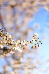 Kirschblüte