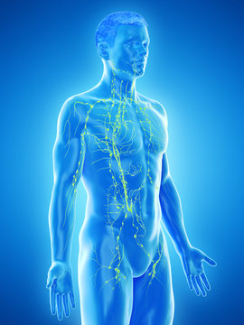 3d rendered medically accurate illustration of a mans lymphatic system