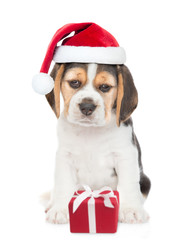 Beagle puppy in red christmas hat with gift box. isolated on white background