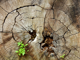 green plant growing on stump wood texture