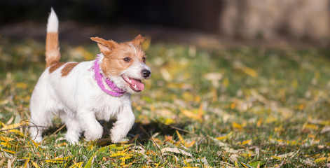 Happy jack russell puppy pet dog running, playing in the grass, web banner