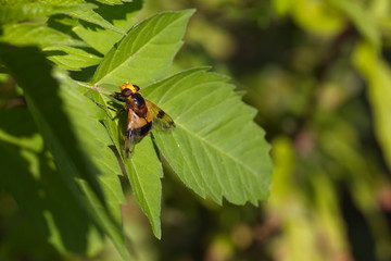 gemeine Waldschwebfliege - Schwebfliege