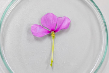 Study of flowering and fruit structures for education in laboratory.