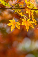 紅葉　和風イメージ
