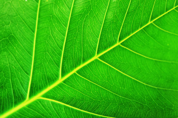 texture of green leaf
