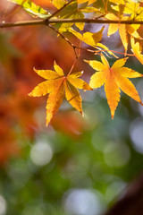 紅葉　秋イメージ