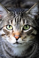 Chat