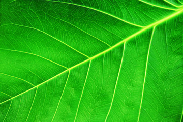texture of green leaf
