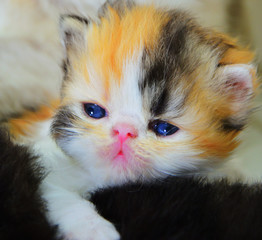 cute persian baby kitten