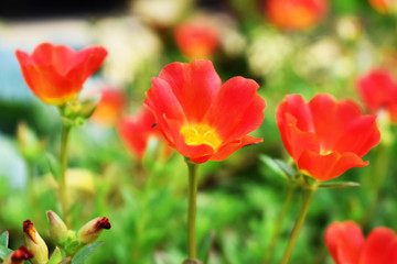 Obraz premium red tulips in garden