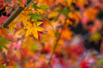 紅葉　秋イメージ