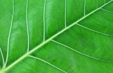 green leaf