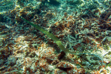 Obraz na płótnie Canvas Pipefish (needlefish) floats among corals on the colorful coral reef near tropical Mauritius island